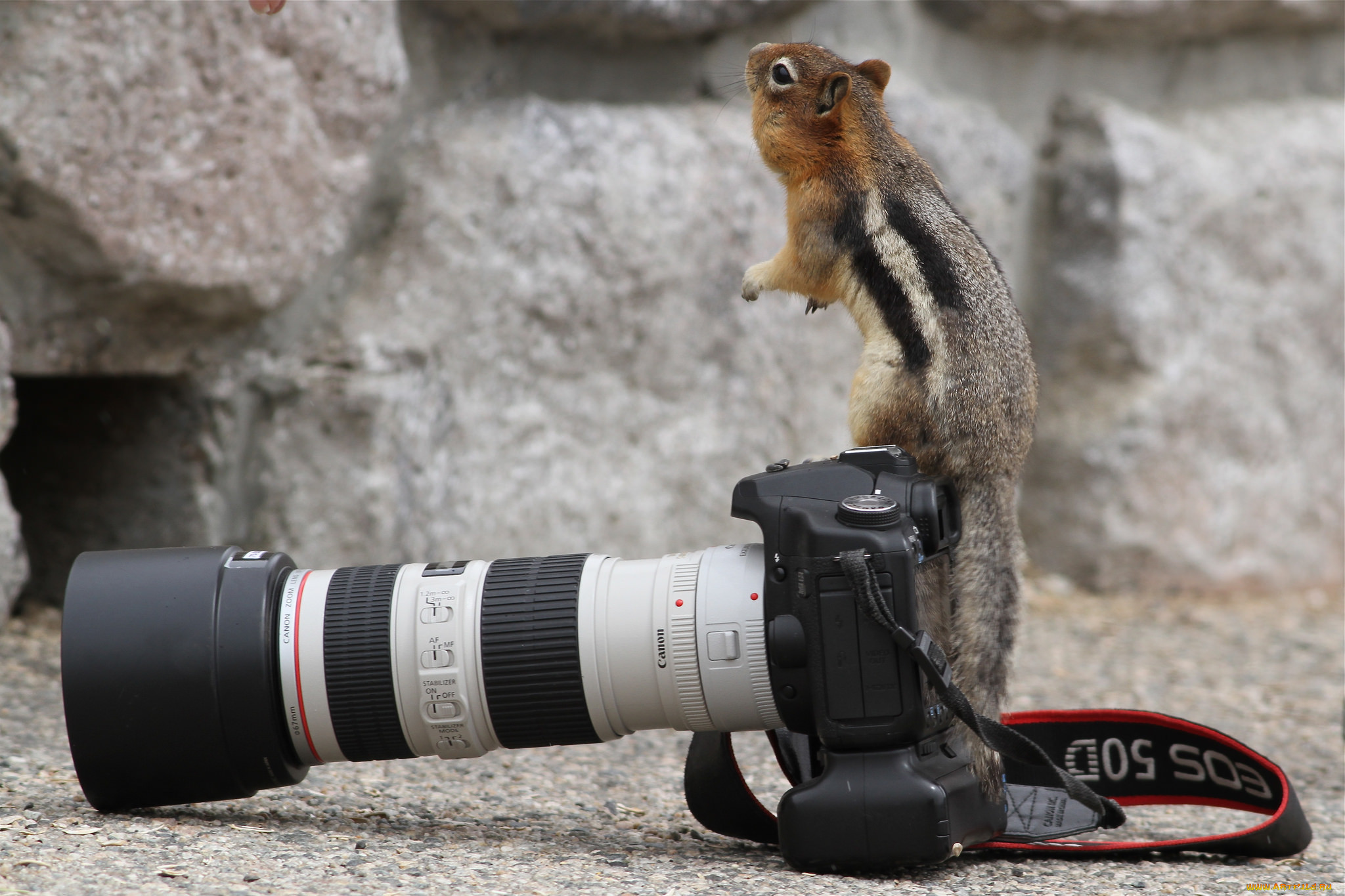 , canon, , 